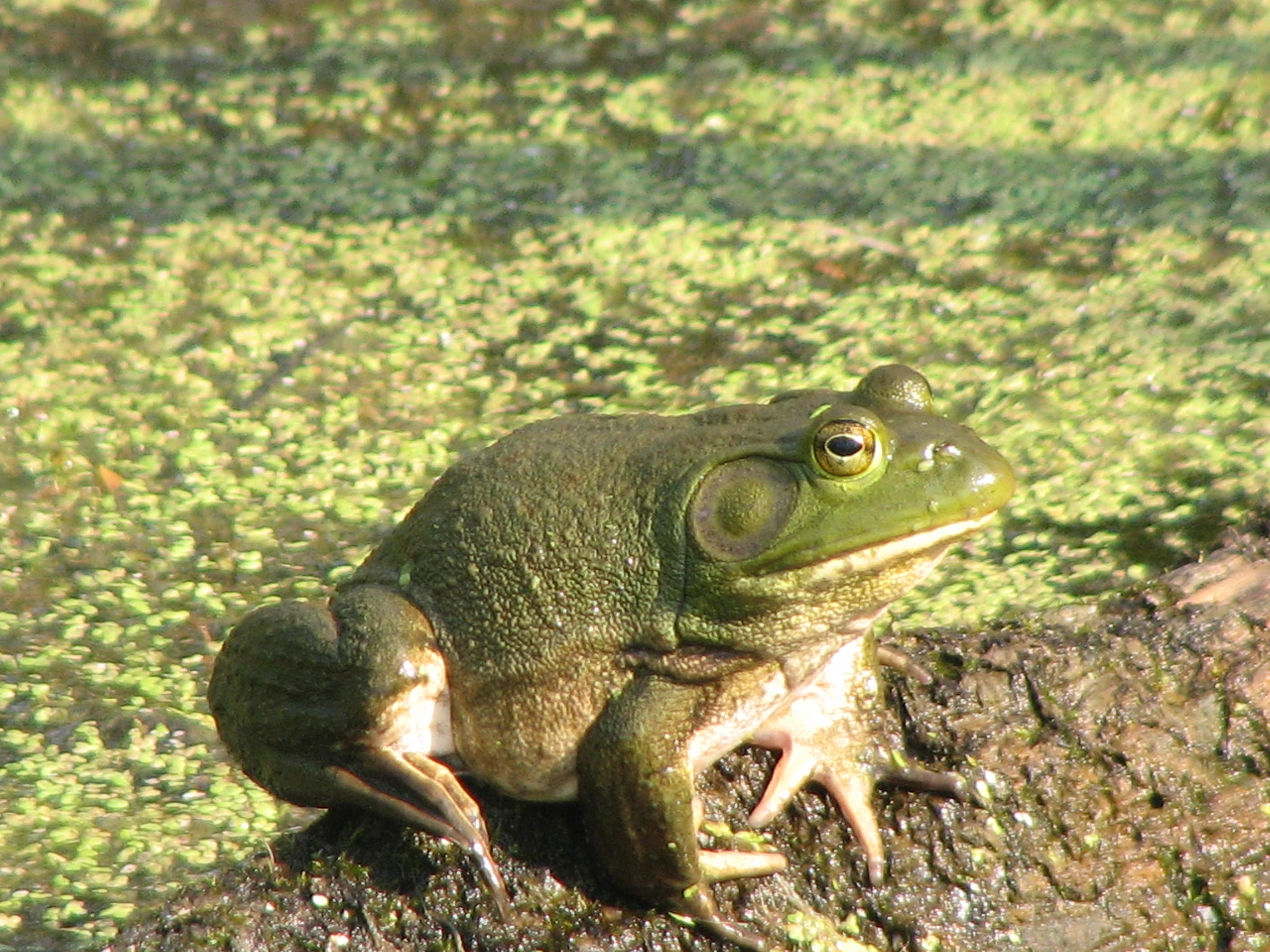 Friends of Lake Wingra Participates in a Wisconsin Frog and Toad Survey