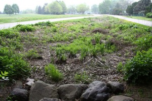 Odana Rain Garden