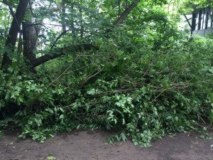 Wingra Springs cleanup pile