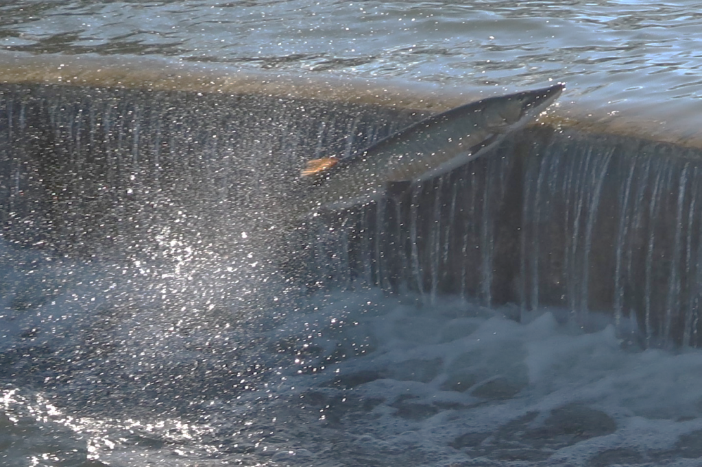 Figure 1. A Muskie almost makes the top of the dam.
