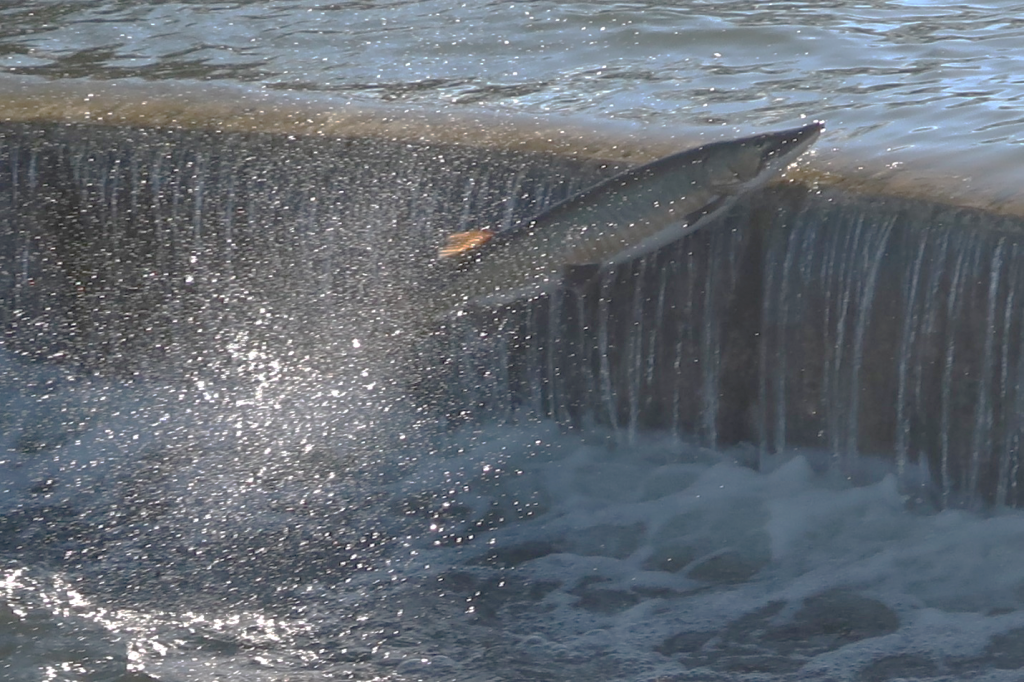 Figure 1.  A Muskie almost makes the top of the dam.