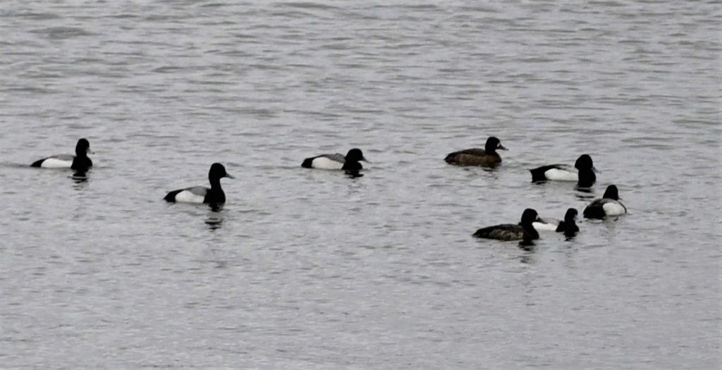A group of Red Breasted Mergansers on Lake Wingra.