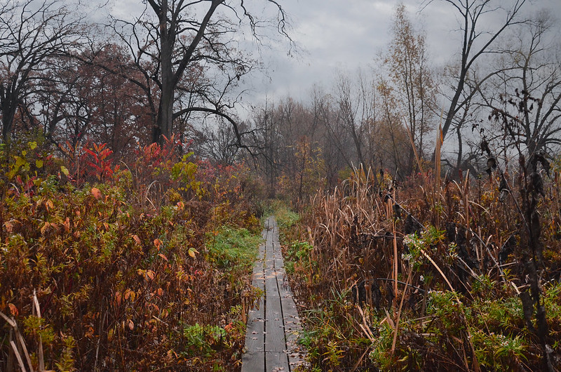 Wingra Oak Savana Boardwalk